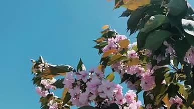 自然景观桃花4K高清实拍视频素材视频的预览图